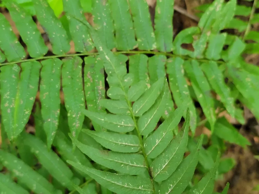 Glade Fern