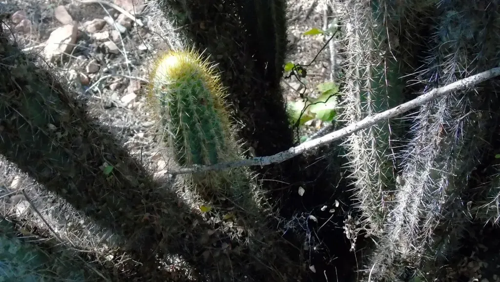Pilosocereus Purpusii