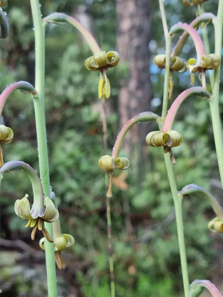 Manfreda Singuliflora