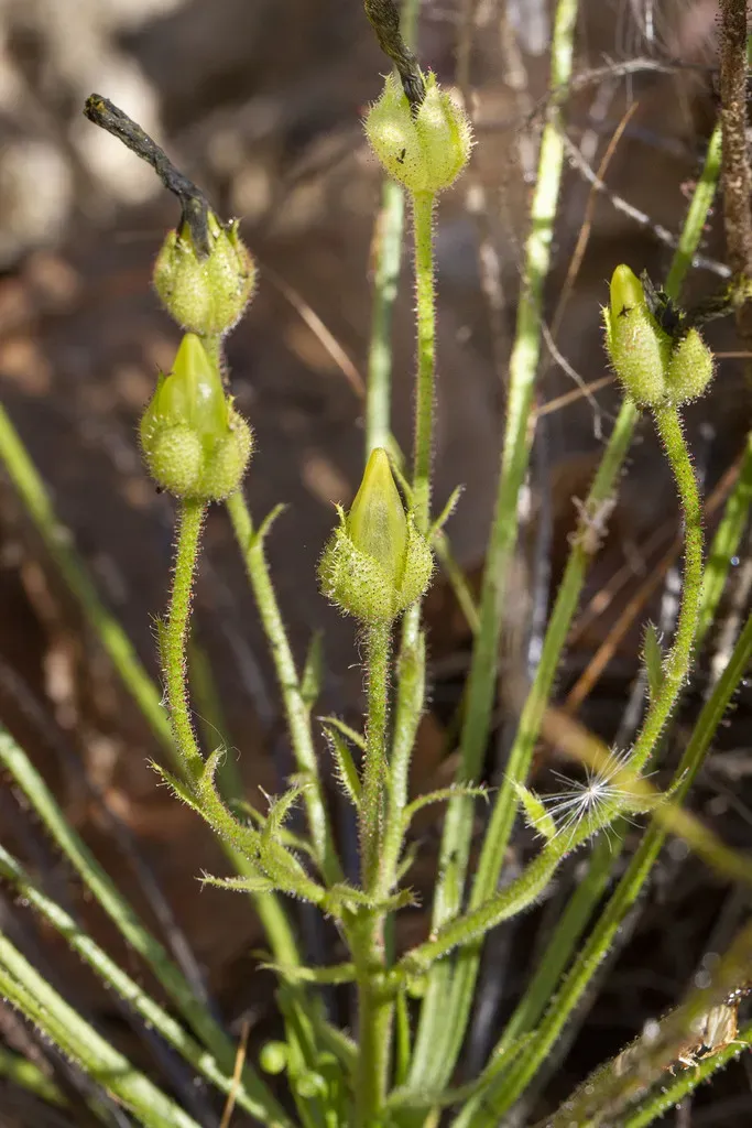 Portuguese Sundew