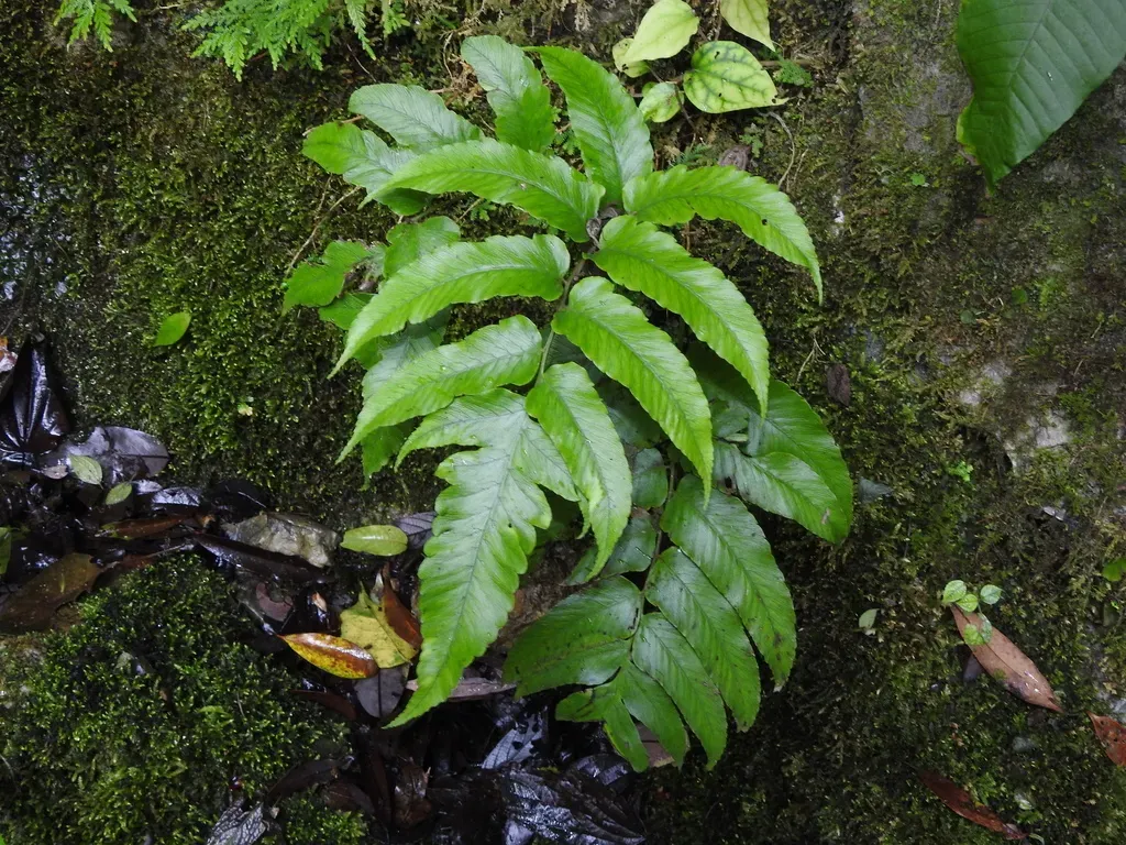 Diplazium Megaphyllum
