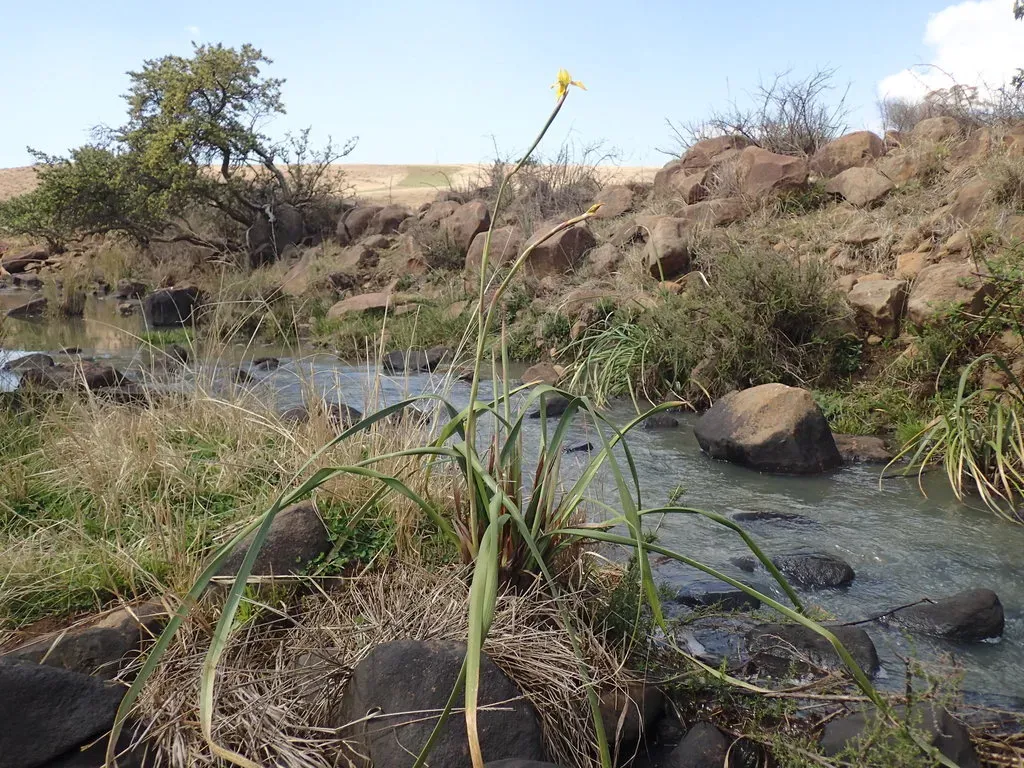 Large Golden Vlei Moraea