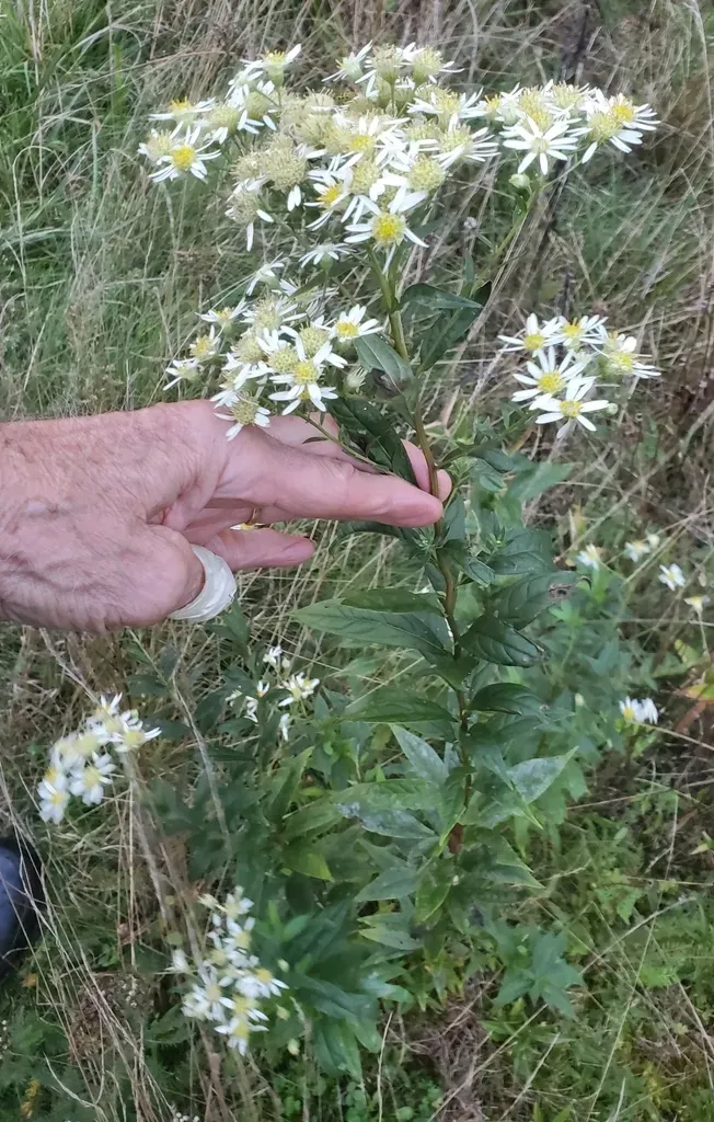 Flat-topped White Aster