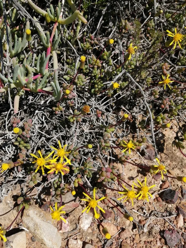 Short Ragwort
