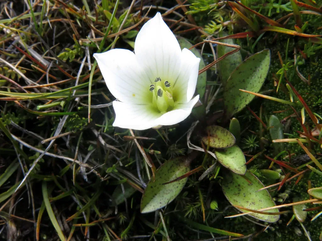 Gentianella Amabilis
