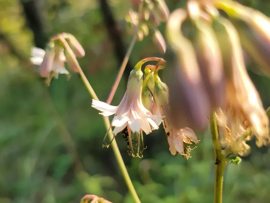 White Rattlesnake-root