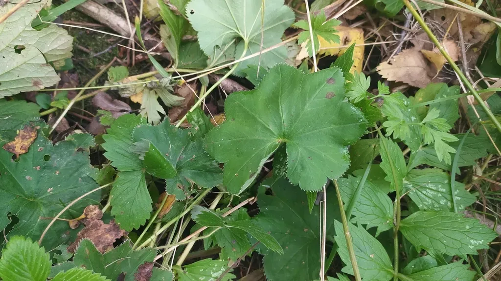 Alchemilla Lindbergiana