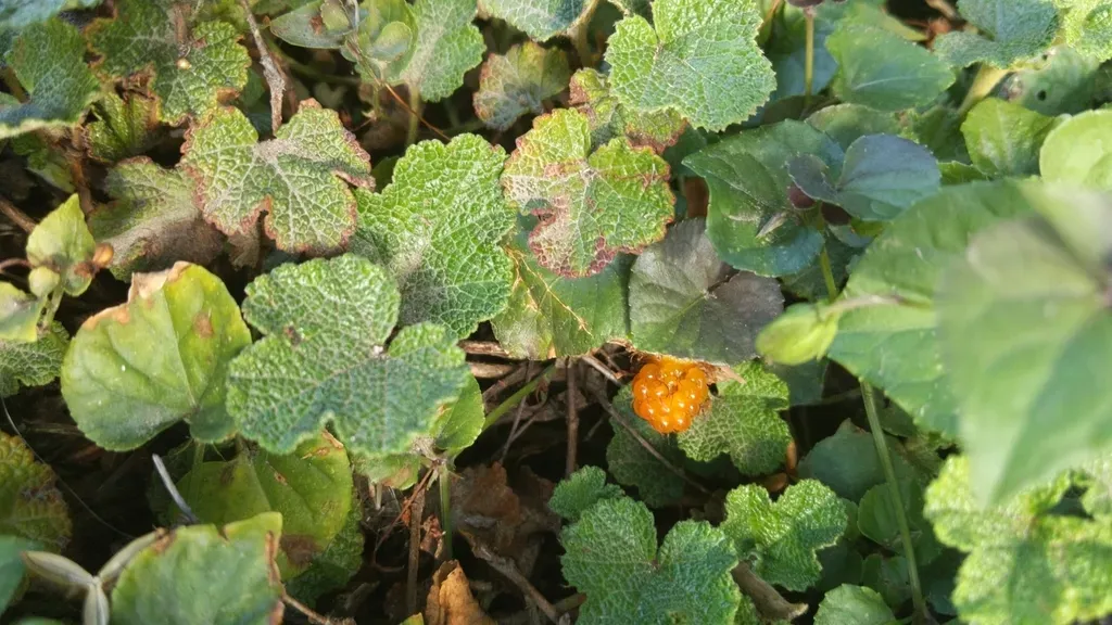 Emerald Carpet Raspberry