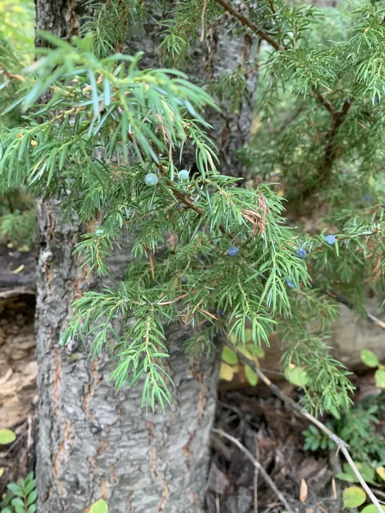 Common Juniper
