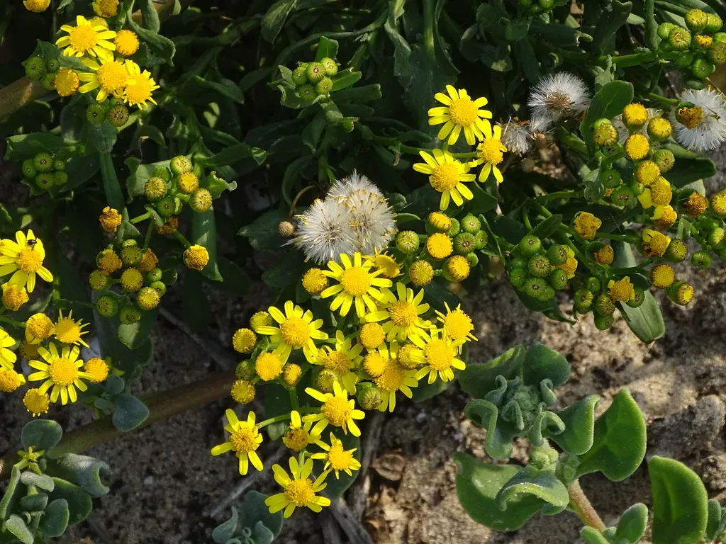 Senecio Litorosus