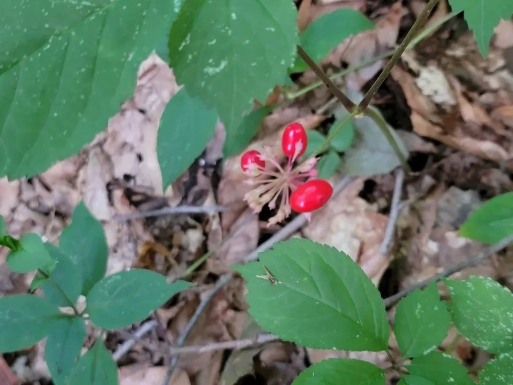 American Ginseng