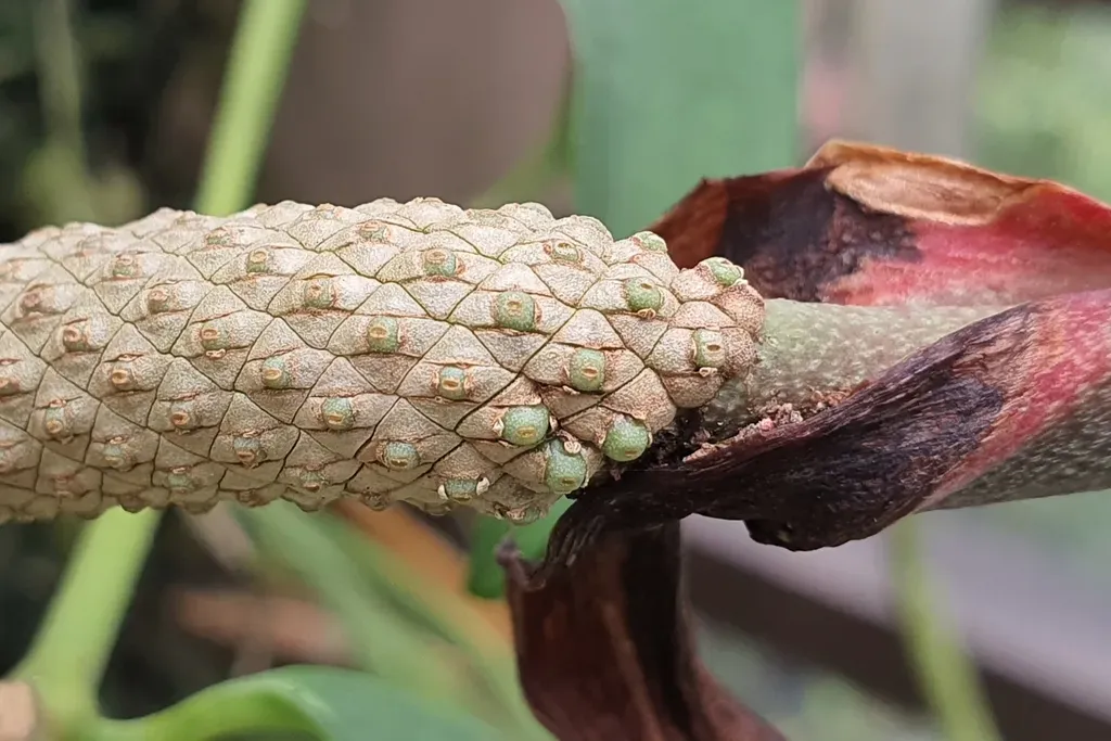 Anthurium Wendlingeri