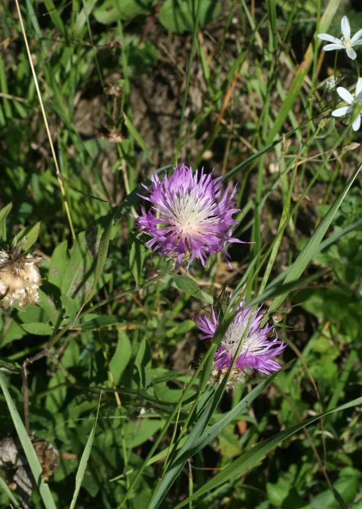Persian Knapweed