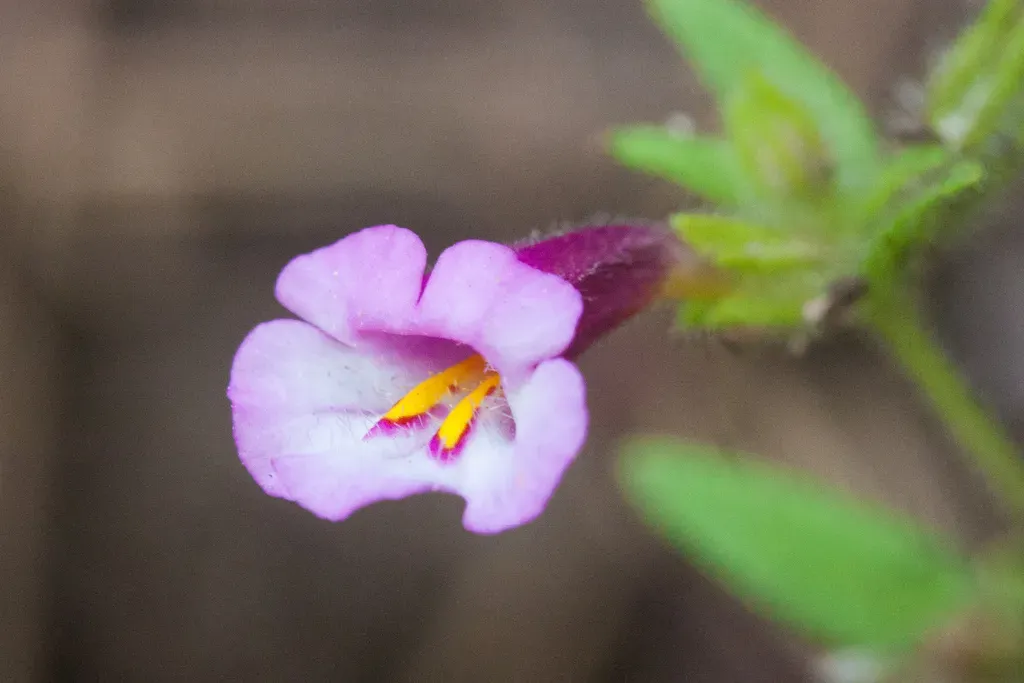 Macaranga Kinabaluensis