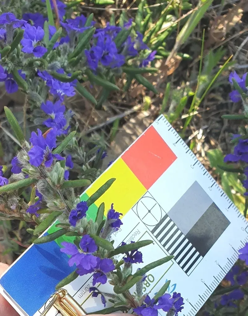 Native Rosemary