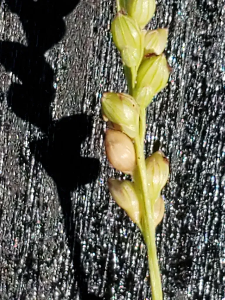 Reverchon's Bristlegrass