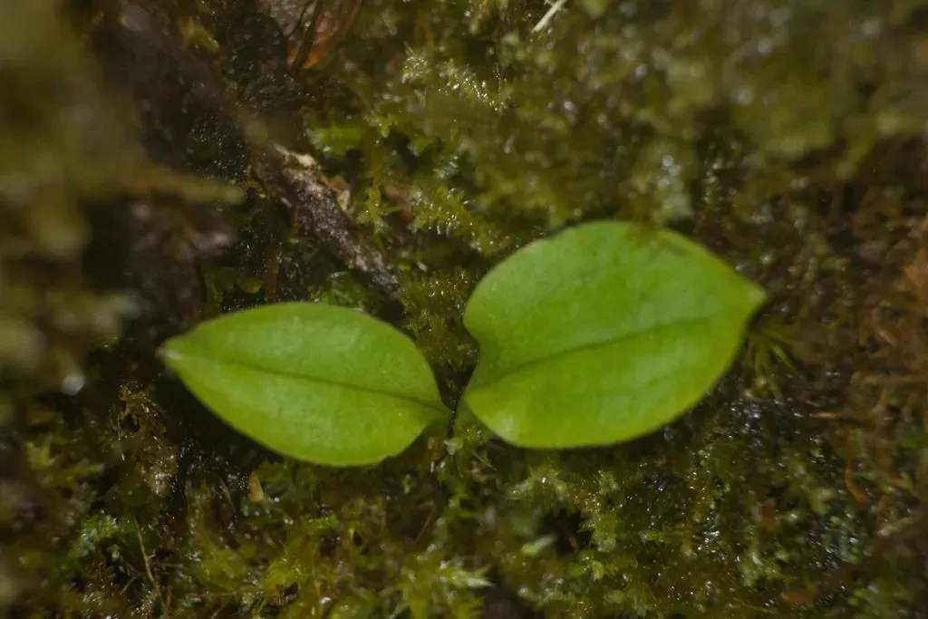 Hawai'i Widelip Orchid