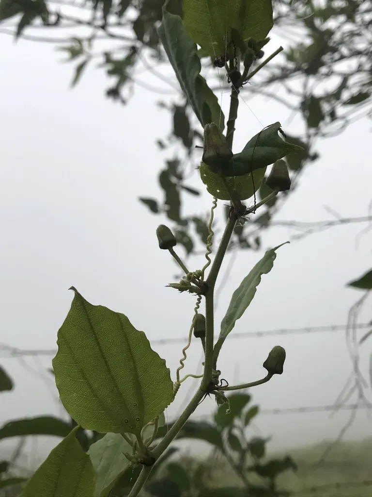 Passiflora Cuspidifolia