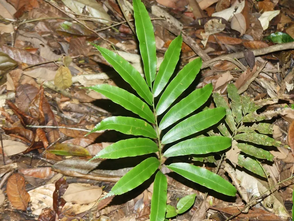 Metaxya Scalaris