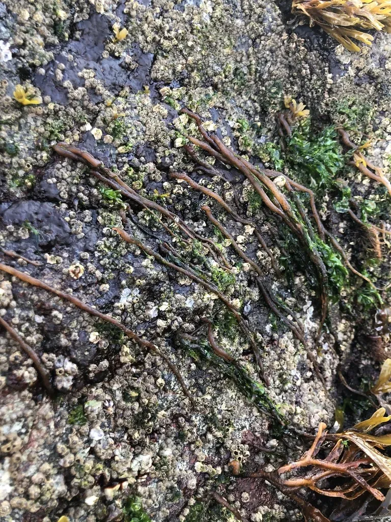 Nemalion Vermiculare