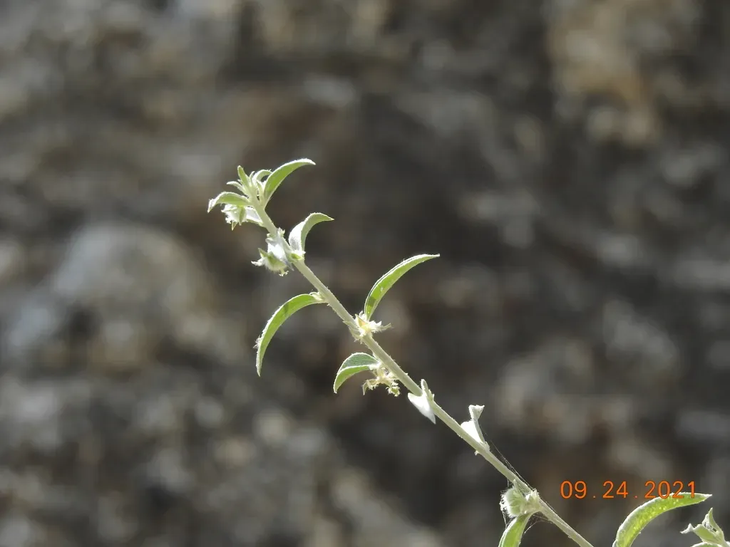 Narrowleaf Silverbush