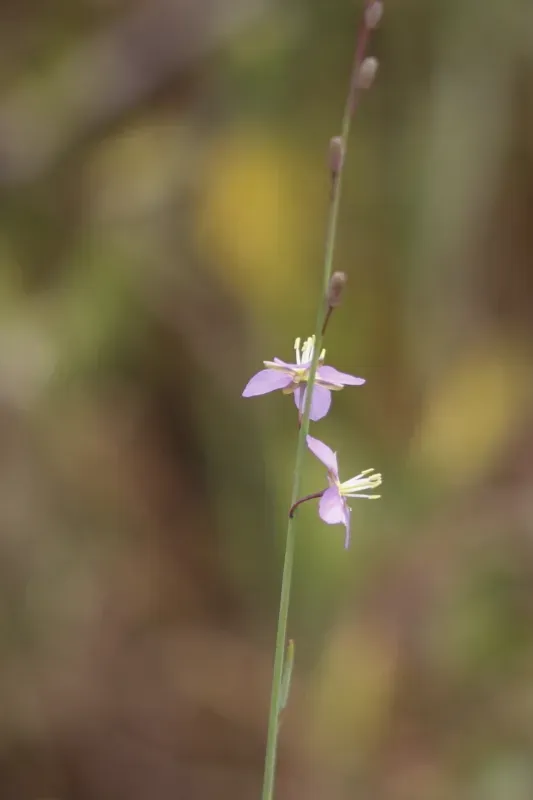 Heliophila Linoides