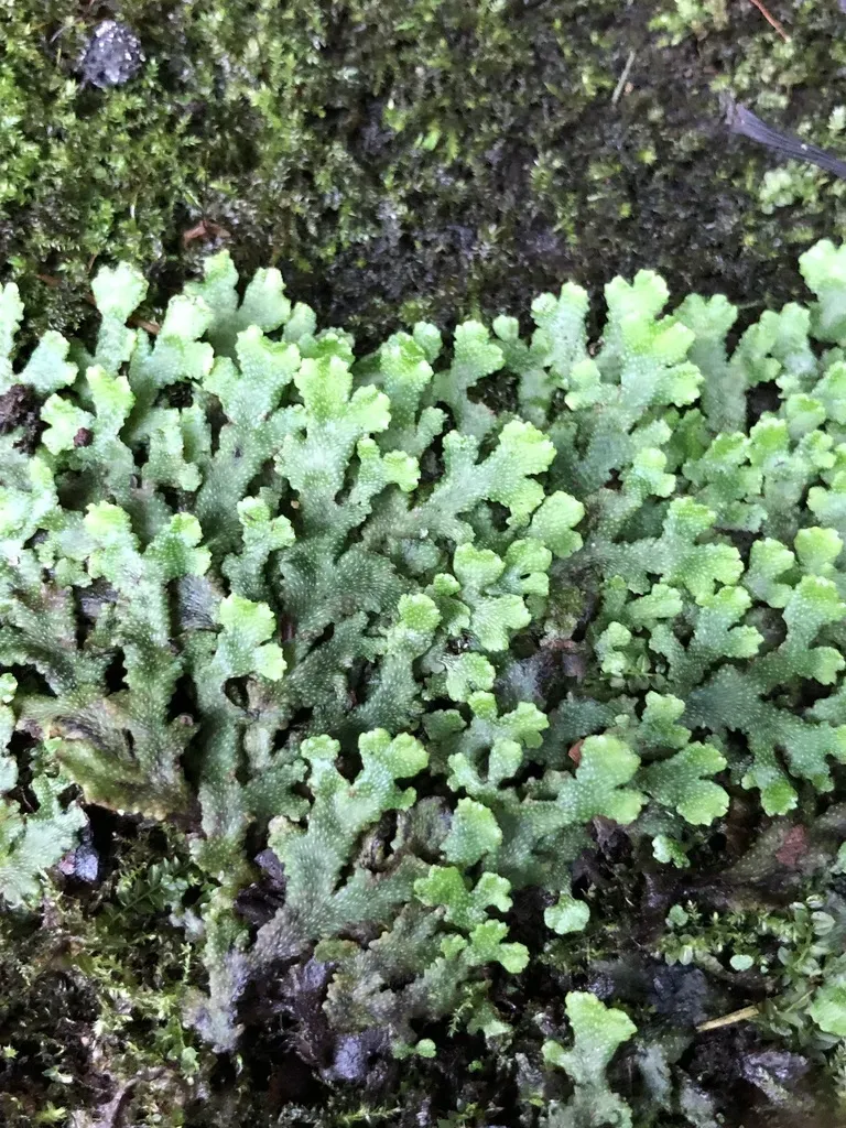 Conocephalum Japonicum