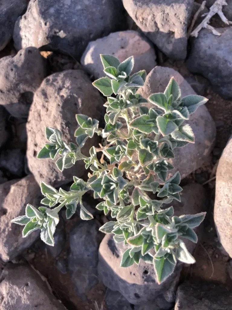 Morettia Parviflora