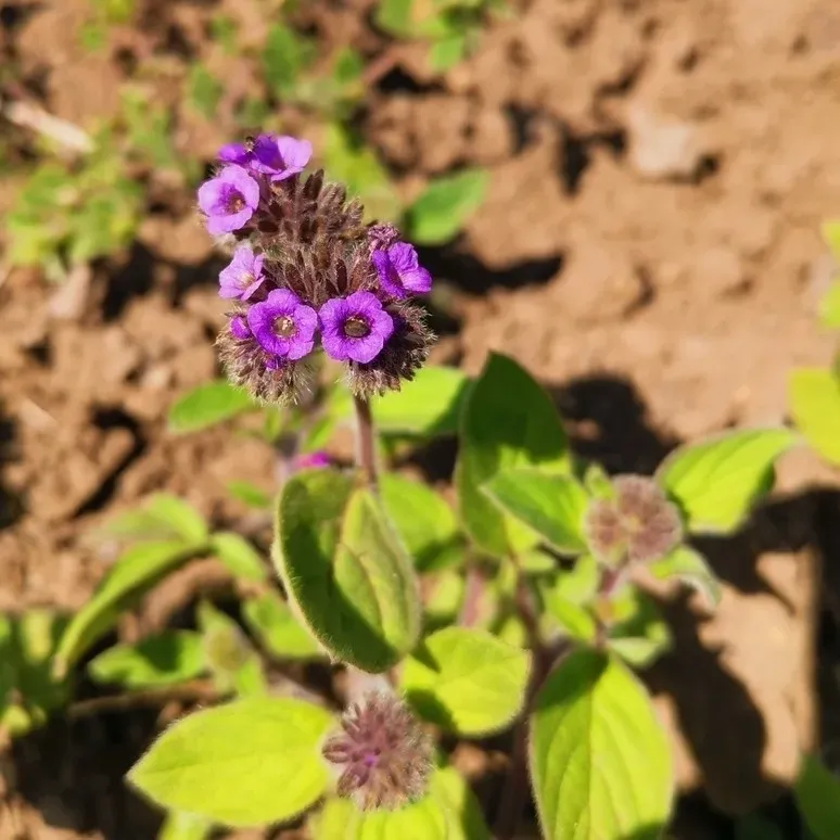 Phacelia Brachyantha