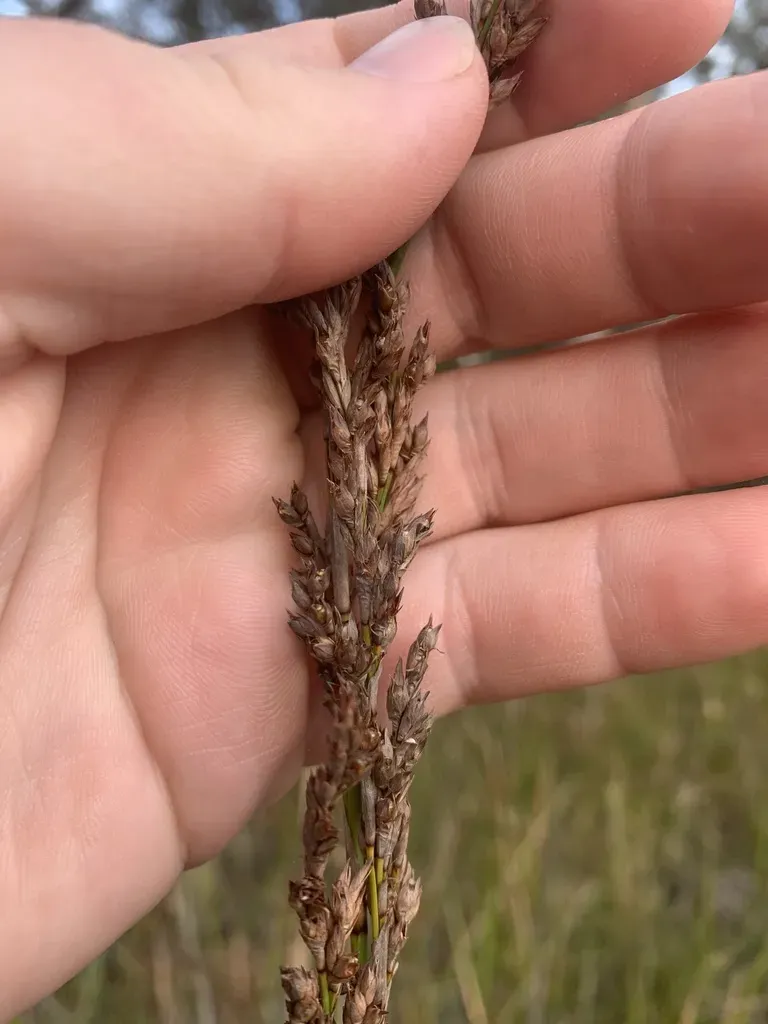 Lepidosperma Longitudinale
