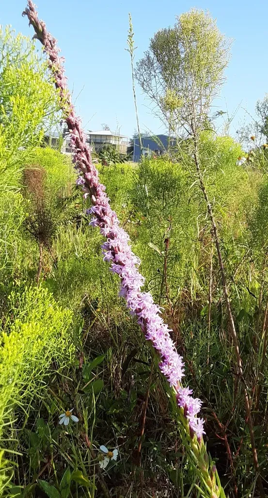 Chapman's Blazing Star