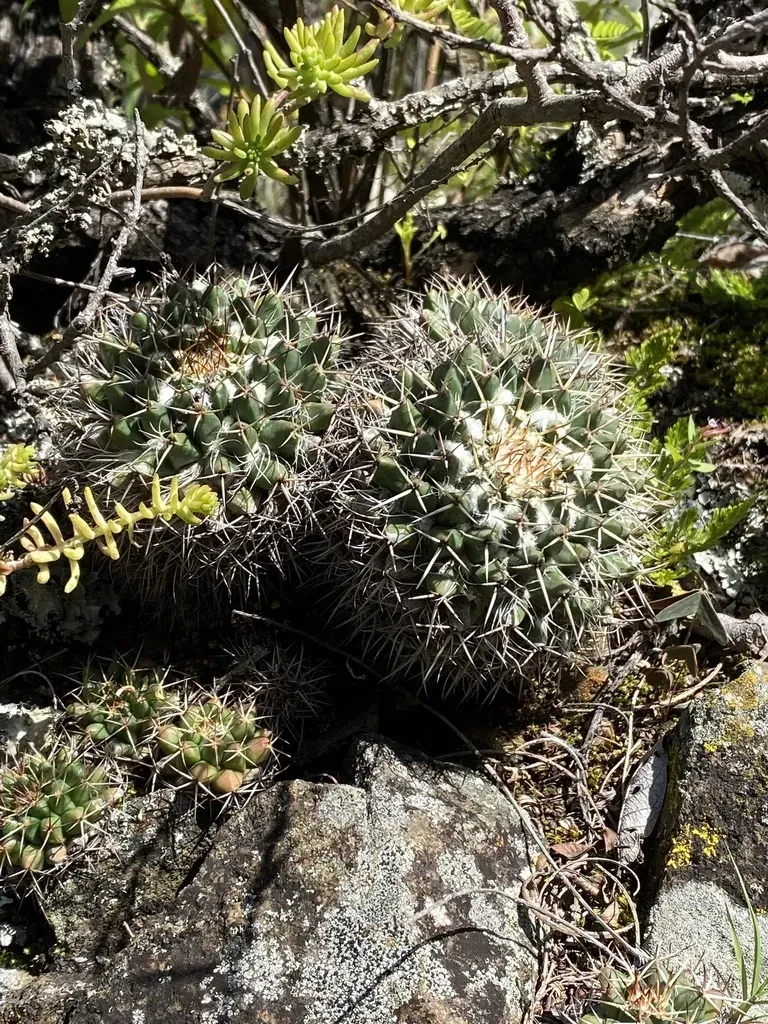 Mammillaria Geminata