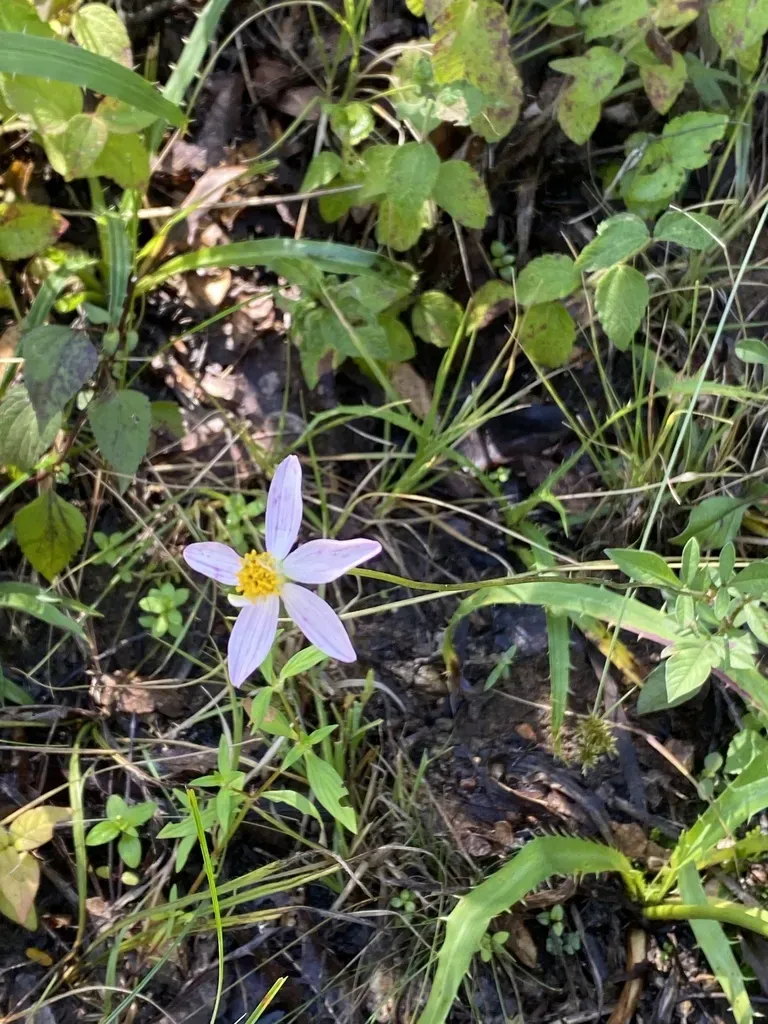 Cosmos Diversifolius