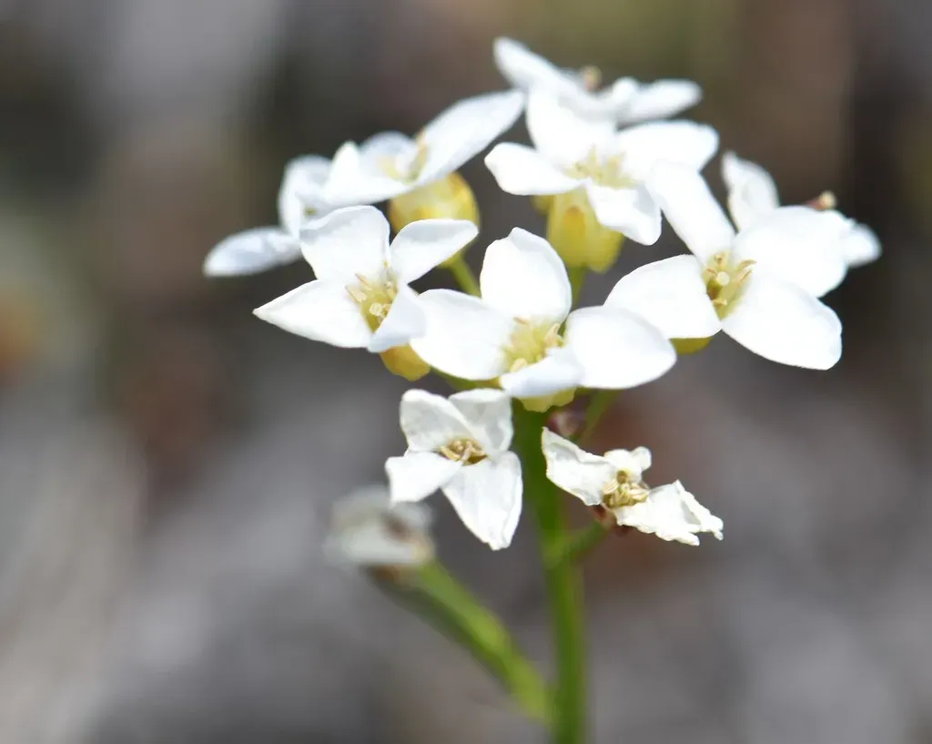 Richardson's Bittercress