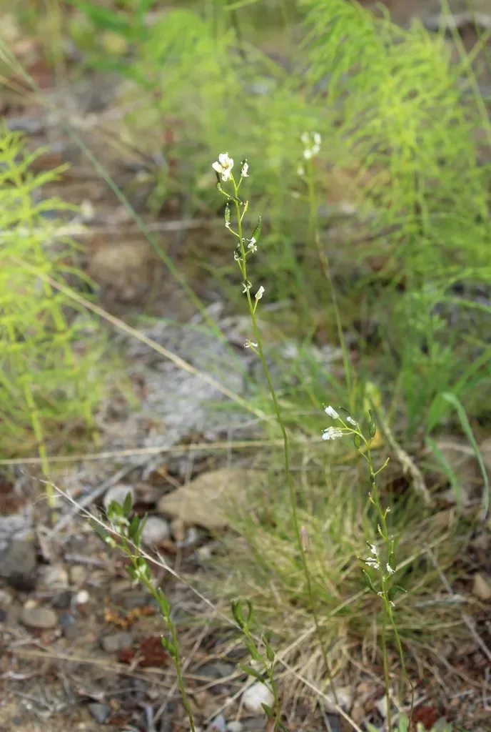 Draba Hirta