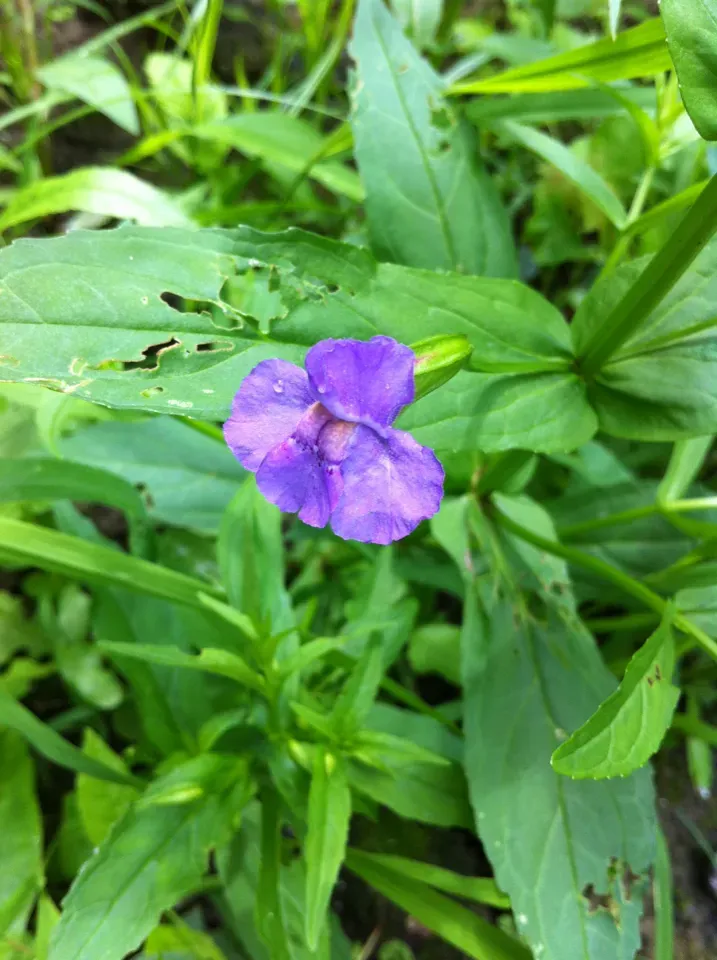 Tillandsia Tragophoba