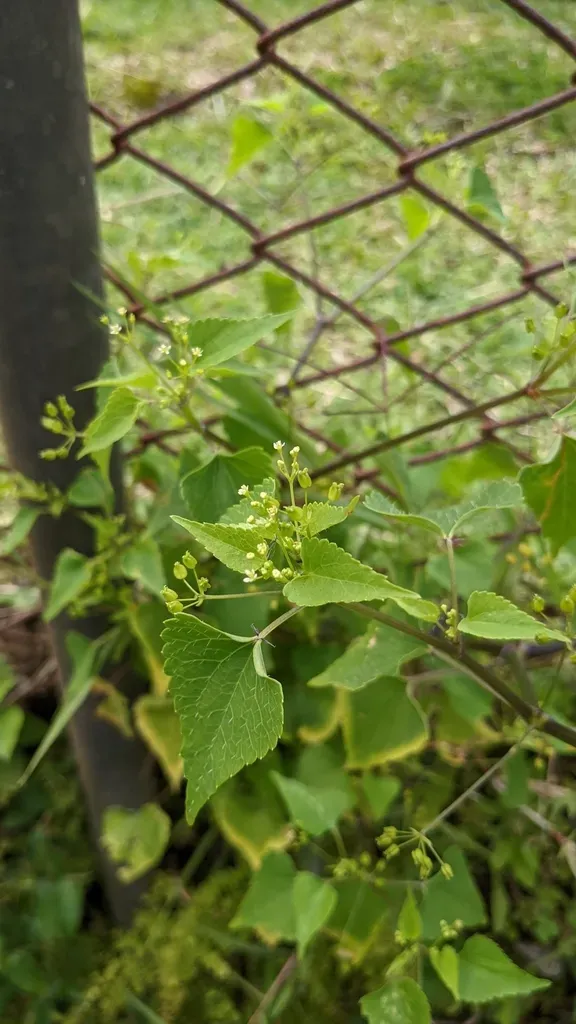Spananthe Paniculata