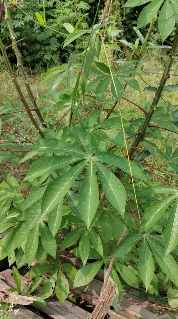 Cassava