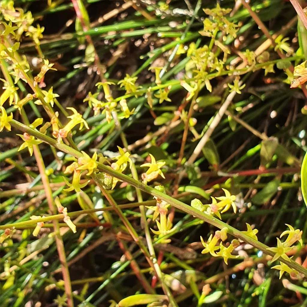 Yellow Stackhousia