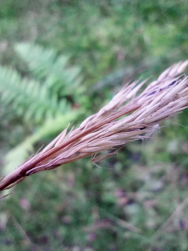 Feather Reed Grass