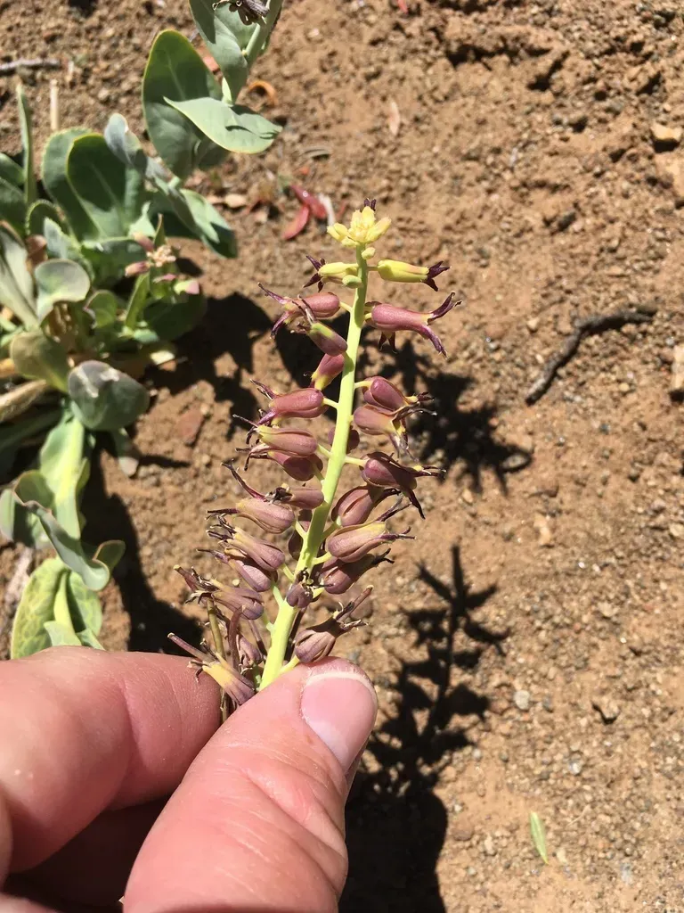 Heartleaf Twistflower