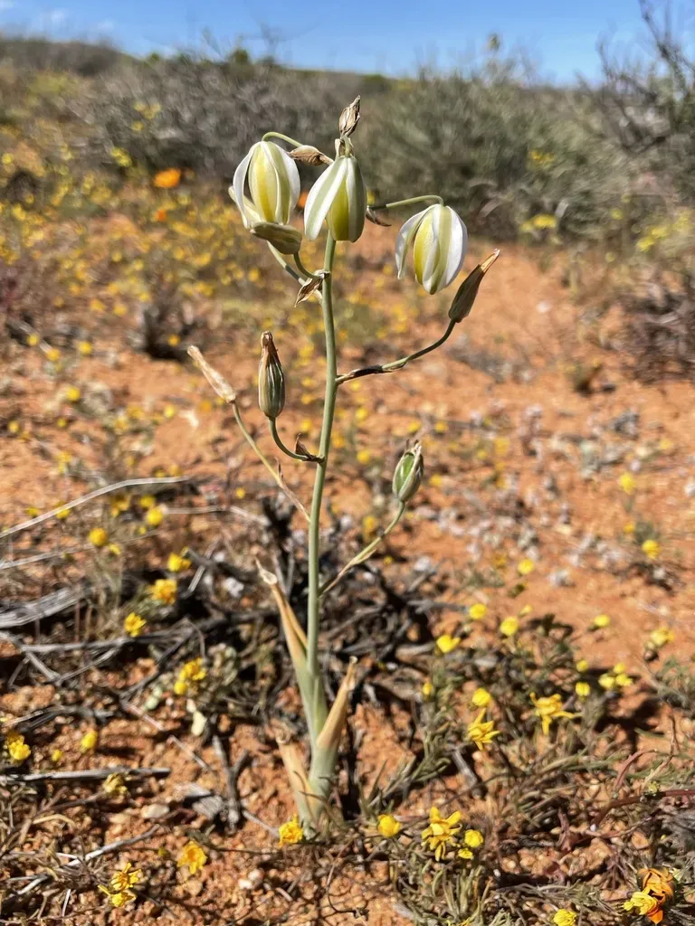 Albuca Leucantha