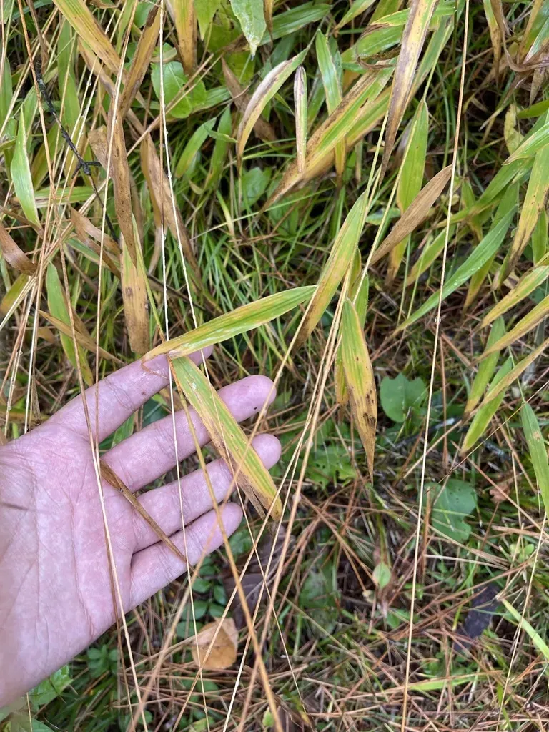 Slender Dichanthelium