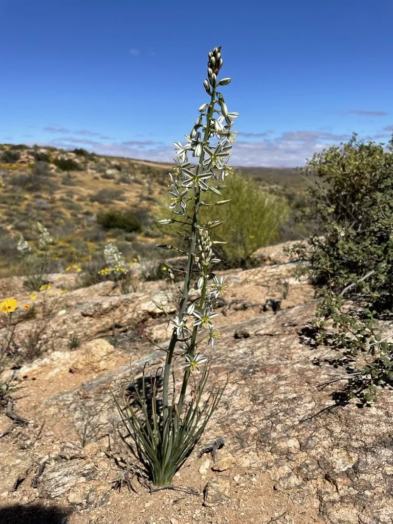 Albuca Consanguinea
