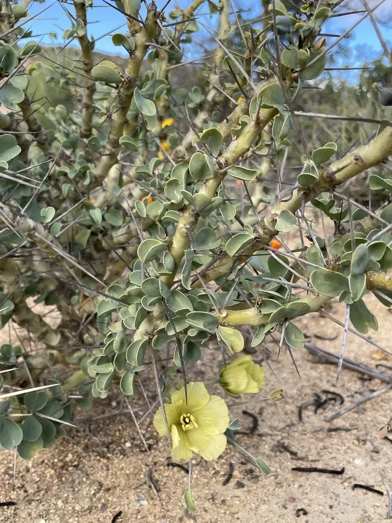 Yellow Bushmancandle