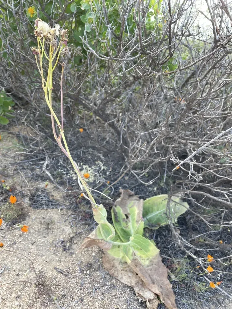Largeleaf Babooncabbage