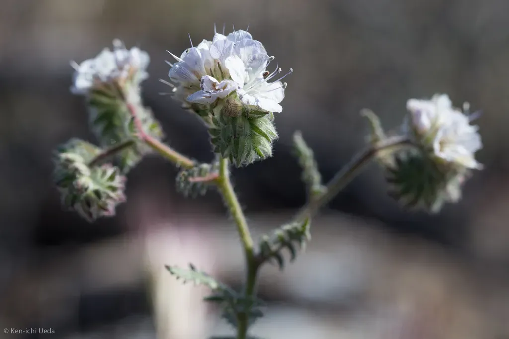 Distant Phacelia