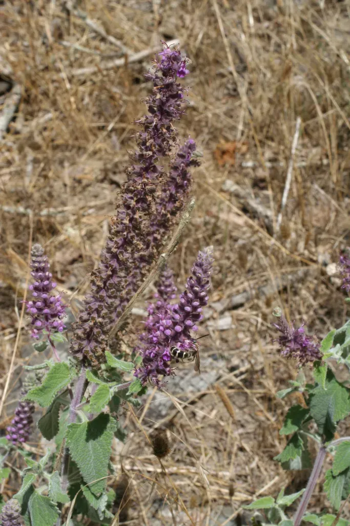 Teucrium Hircanicum