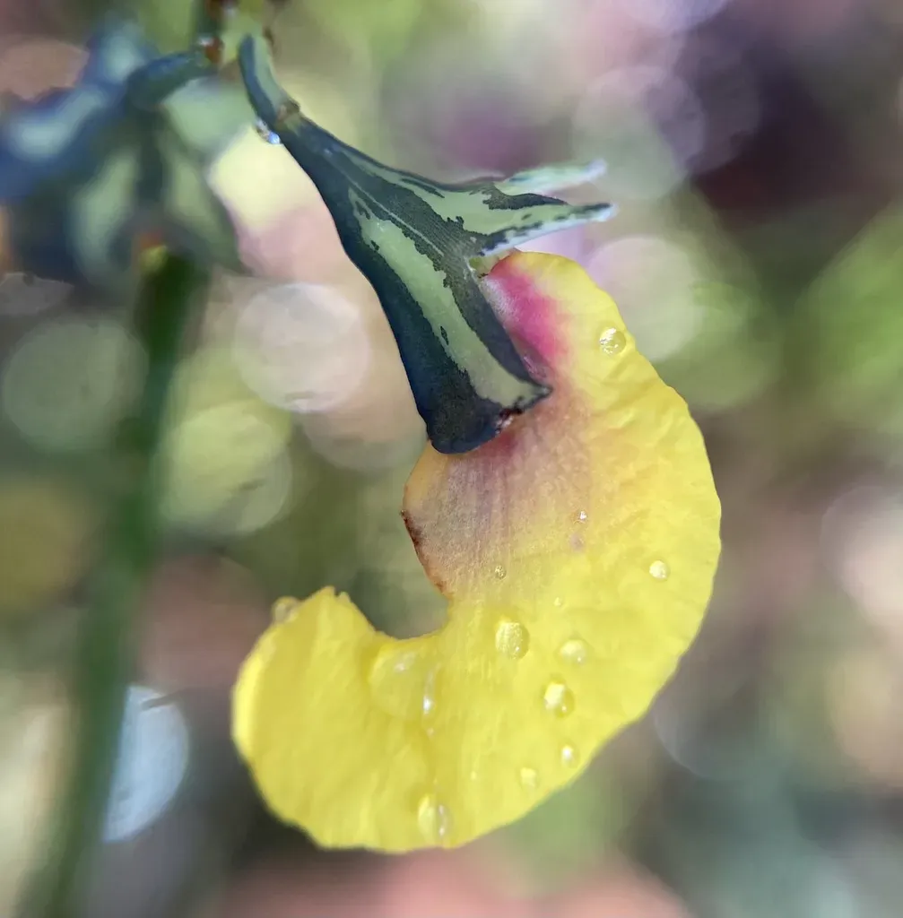 Sphaerolobium Alatum