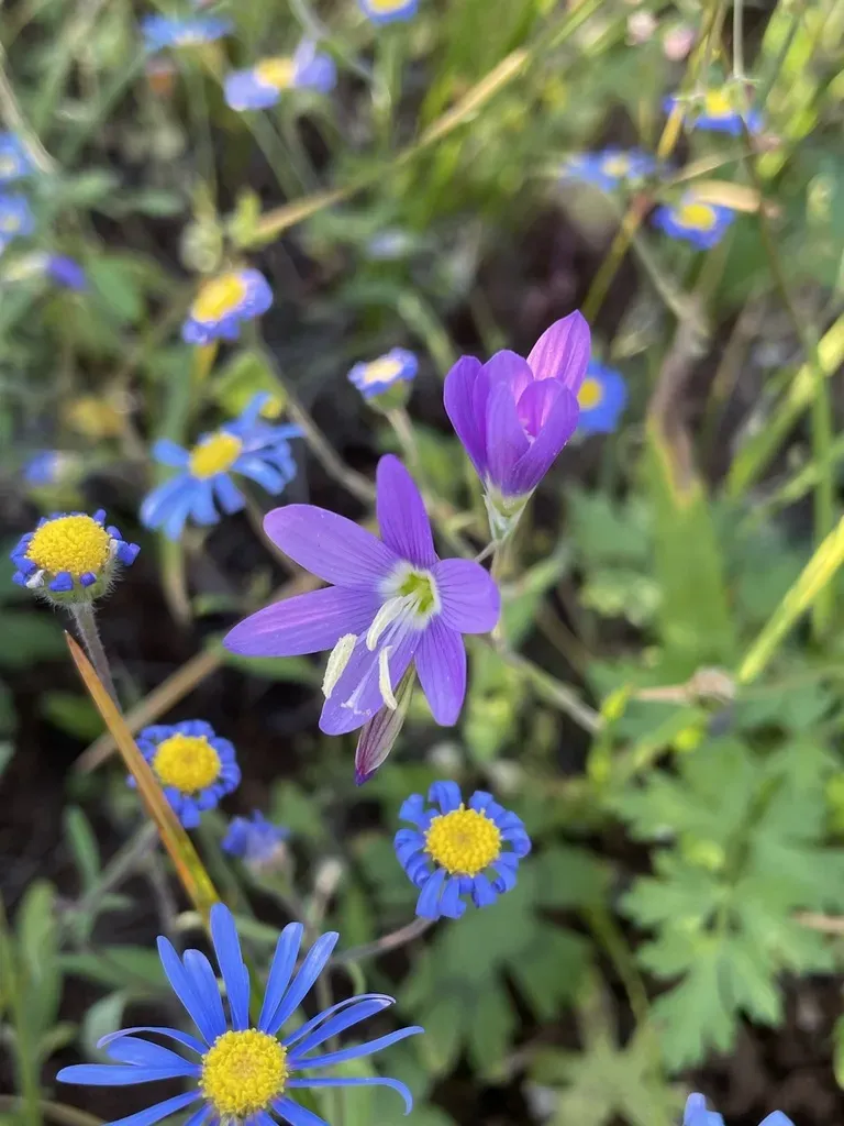 Geissorhiza Inaequalis